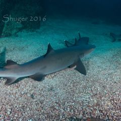 White tip reef shark - Tiburón de arrecife punta blanca